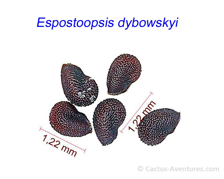 Espostoopsis dybowskyi